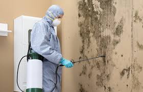 Best Basement Mold Removal  in Elmont, NY